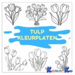 tulp-kleurplaten
