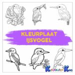 kleurplaat-ijsvogel