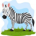 kleurplaat-zebra-13.jpg