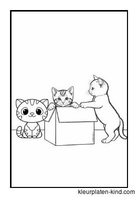 drie-kittens-die-uit-een-doosje-springen-c5f3d315-c962-4f21-8518-4f0bf05d346a.jpg