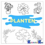 planten
