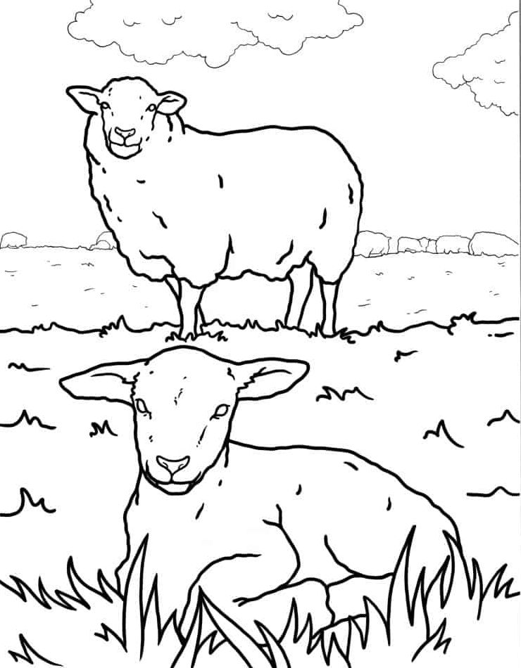 downloaden-kleurplaat-schaap-mooi-gratis-afdrukken-kleurplaat-schattig.jpg