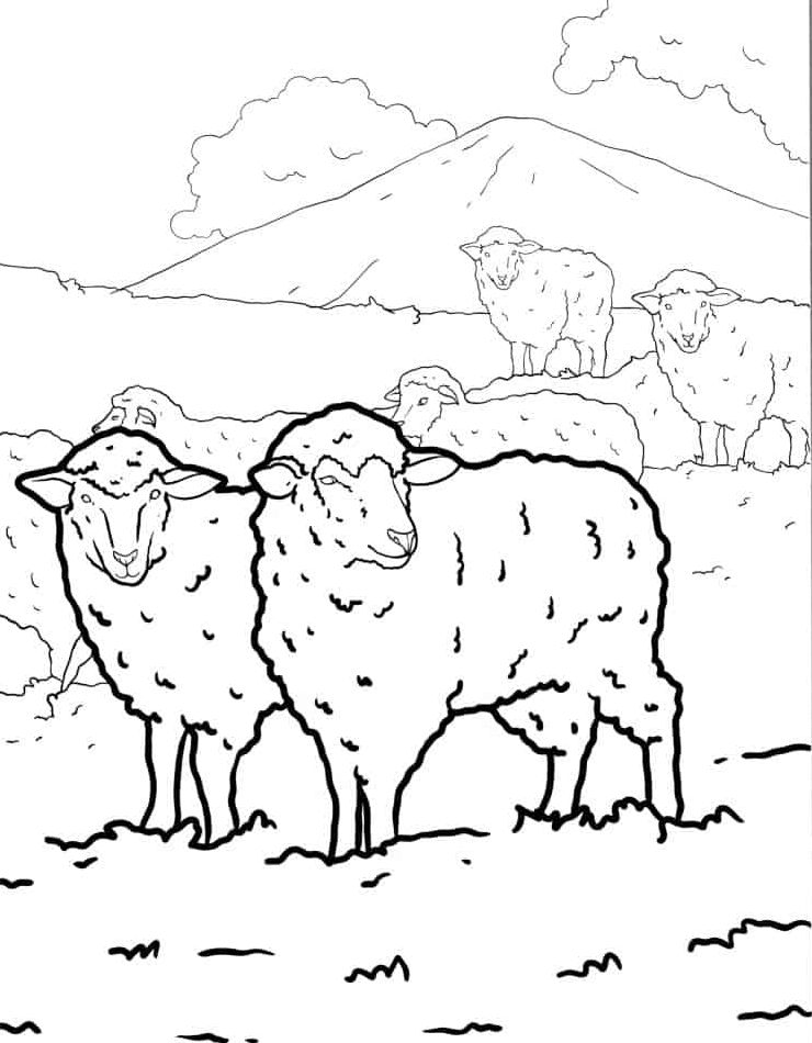 kleurplaat-schaap-kleurplaat-kawaii-schattig-mooi.jpg